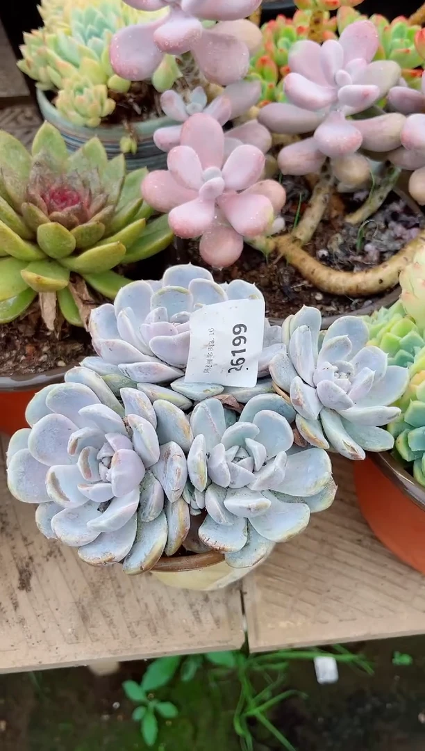 香****）26199多肉植物一物一拍