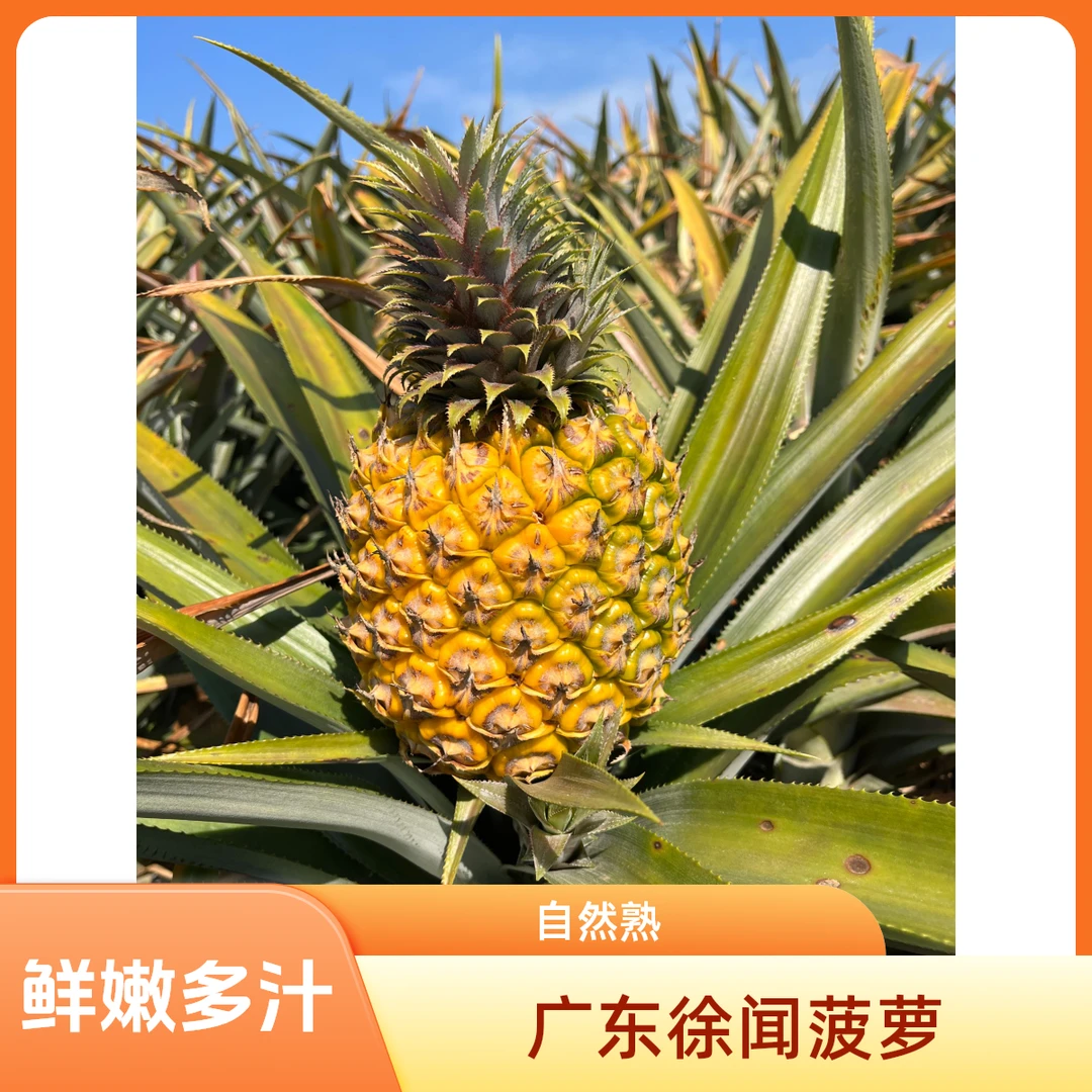 正宗徐闻菠萝中果净重5斤香水菠萝新鲜先摘现发包邮