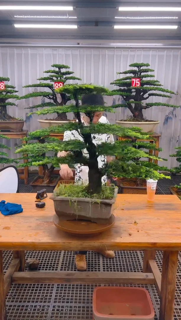 无花朵何***3精品盆景直播间一物一拍