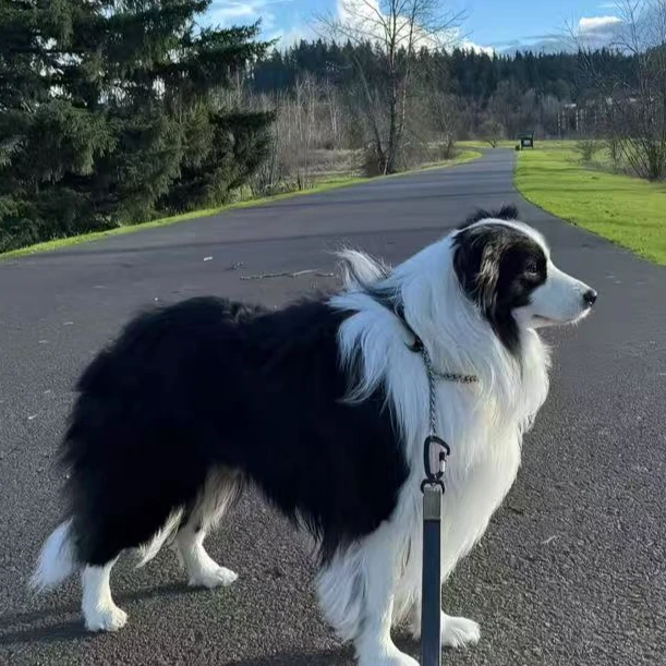 牧师家边境牧羊犬活体专属链接