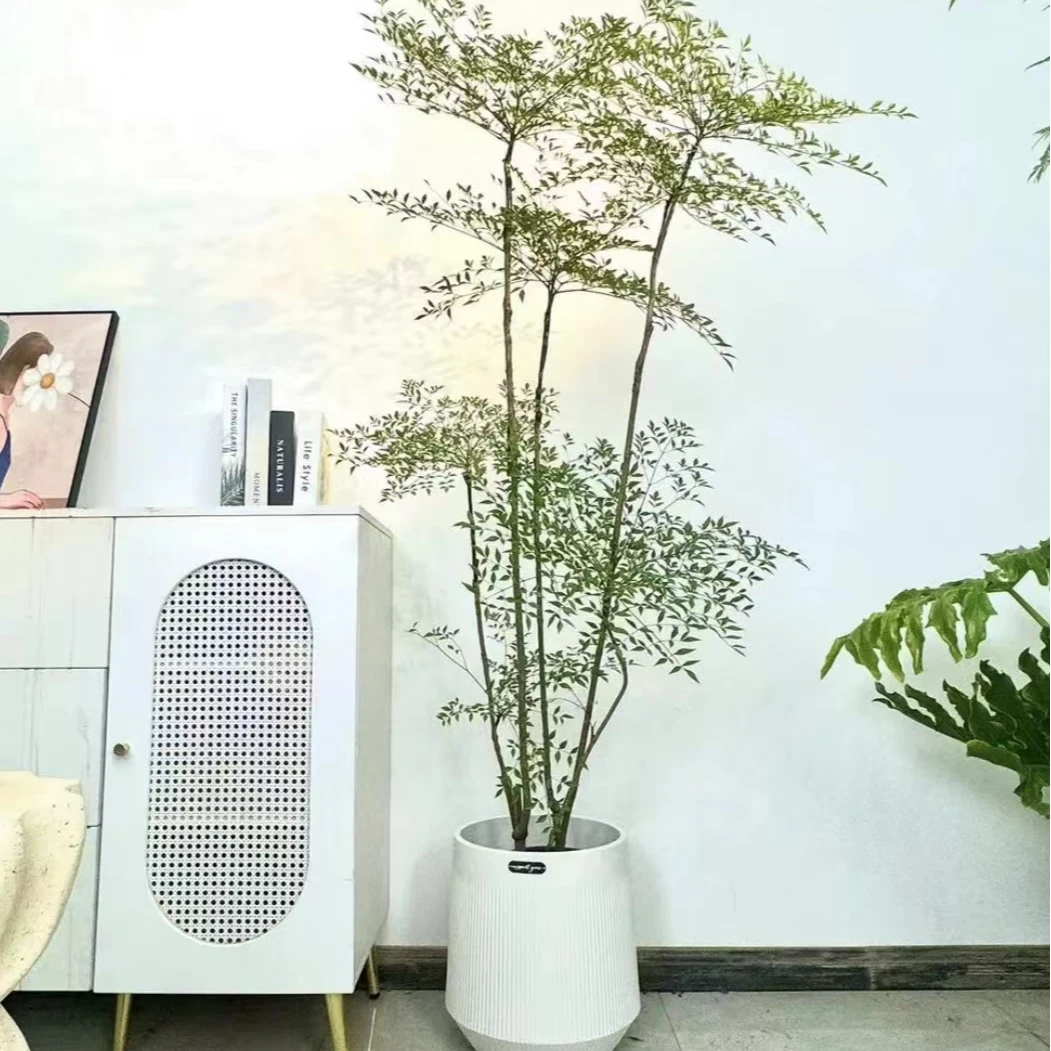 2南天竹客厅大型盆栽老桩办公室落地式造景植物