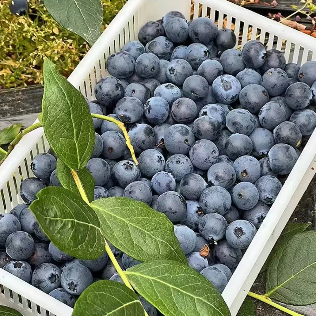 【巨无霸】20-23mm蓝莓新鲜采摘 应季蓝莓鲜果 酸甜爆汁100g/盒