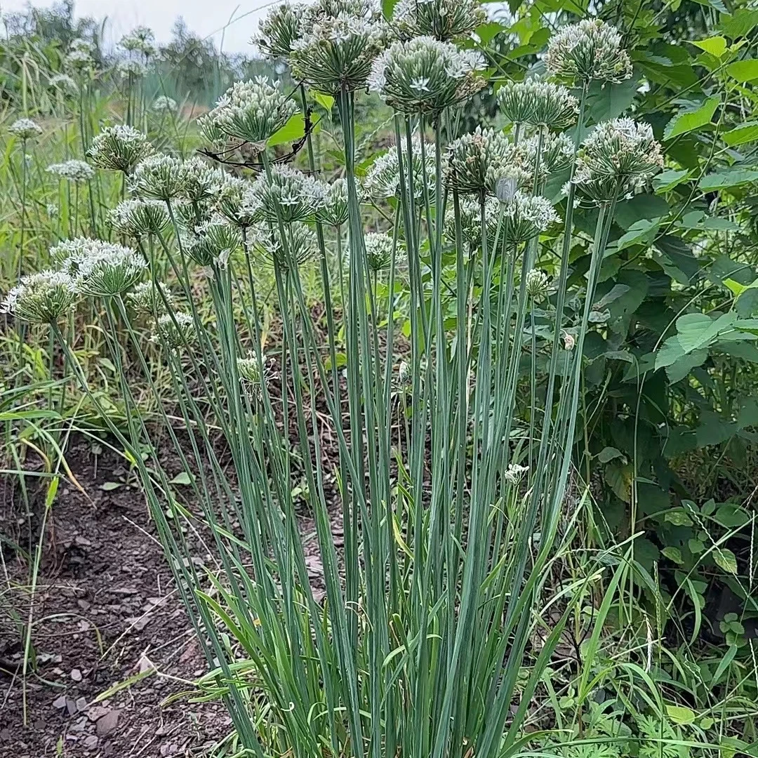 龙汪崖村老石碾野生韭花酱