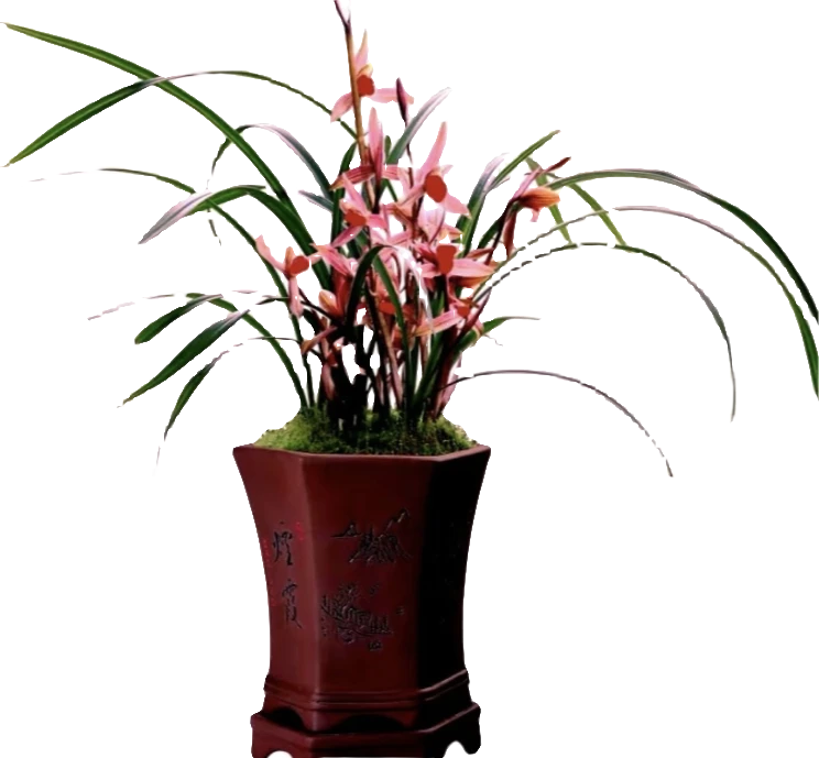 无品牌精品兰花一物一拍