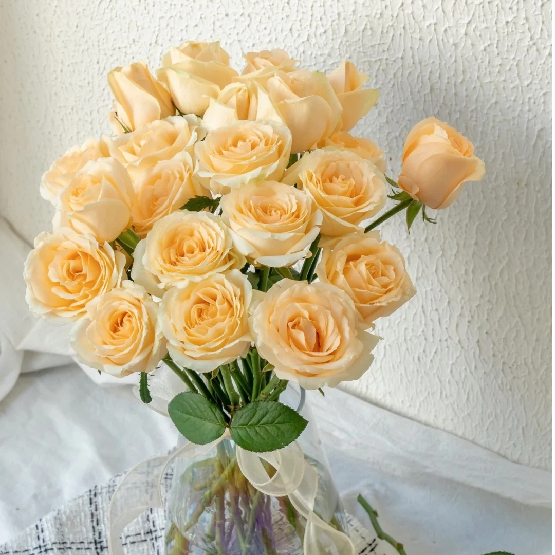 【香槟玫瑰】 云南鲜花软黄色玫瑰 昆明基地直发 全场两单顺丰包邮