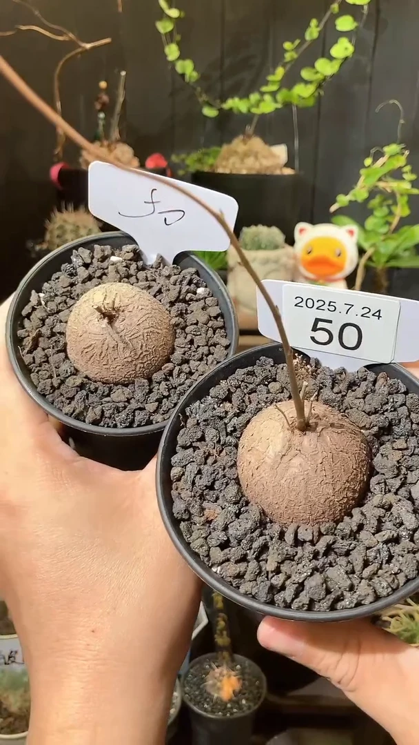 50号724福利南非龟甲龙买1送1个