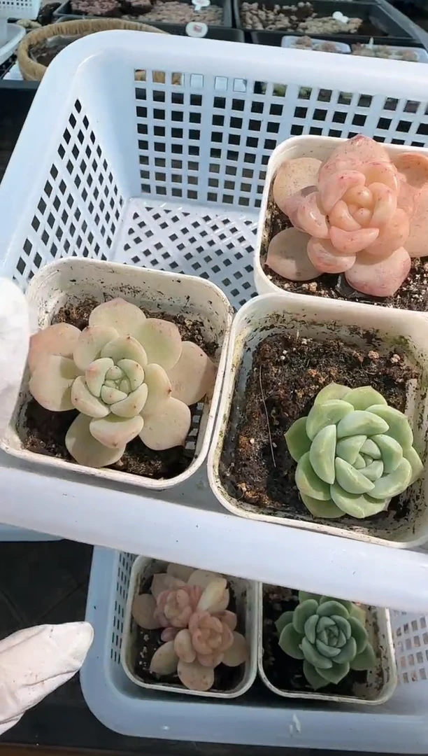 CF1+T322+T6/3盆组合 量拍混发