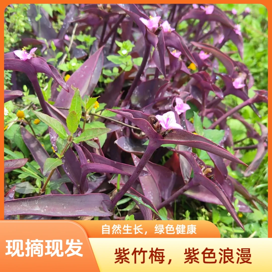 紫竹梅叶梗煮茶栽种农家自种新鲜采摘现摘现发500克