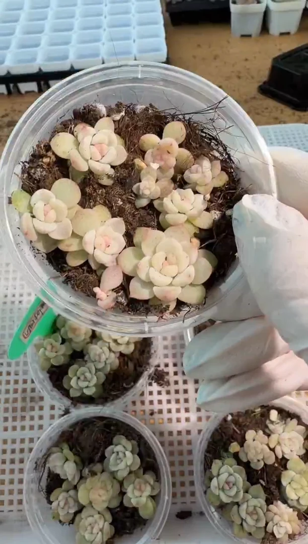 相柳小圆盒1盒 6颗量拍多肉植物
