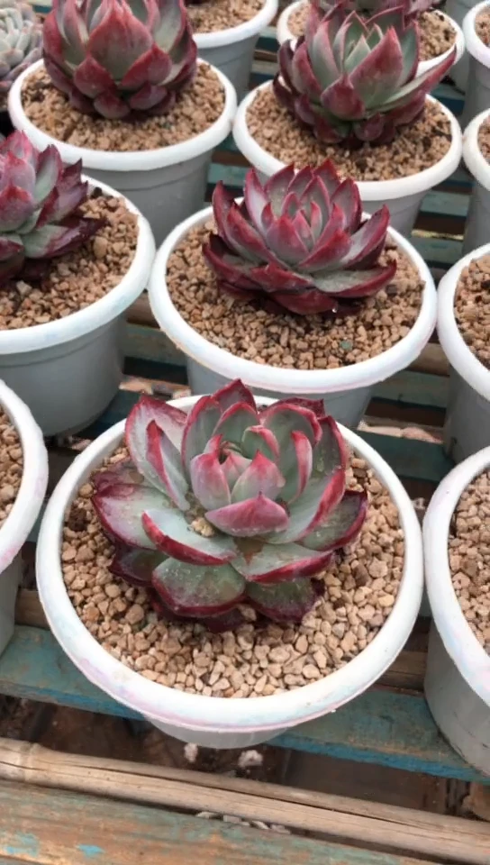 【闪购商品】惊鸿仙子16.8米