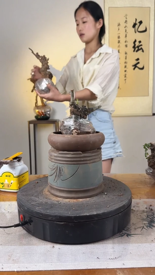 当前无花朵，栽培后可花朵清香生桩一物一拍