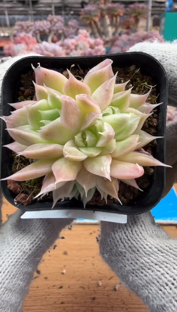 东云多肉园三店-162