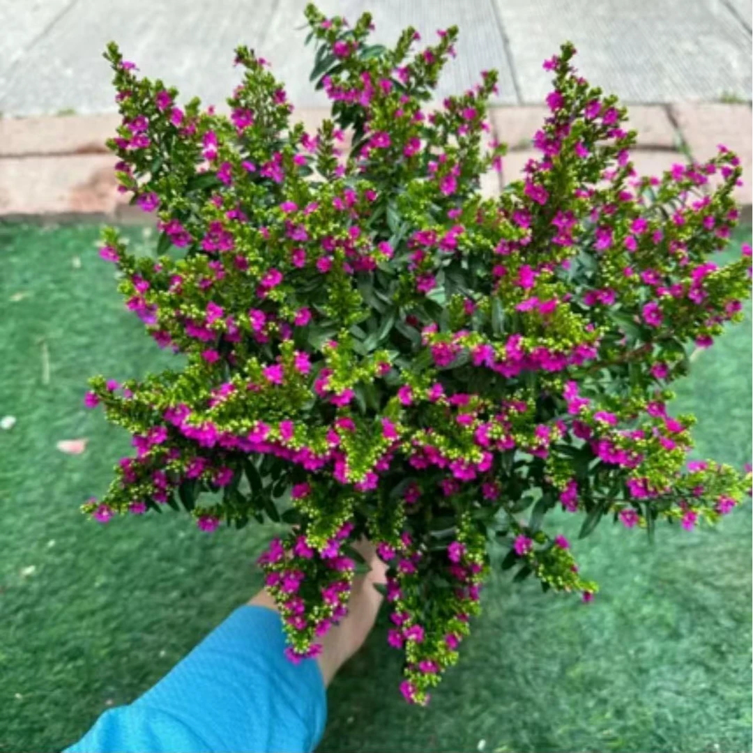 独杆满天星盆栽棒棒糖造型盆景四季开花室内阳台