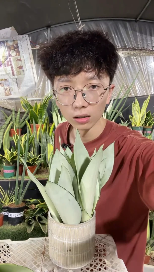 奶油白玉裸根5棵9.99