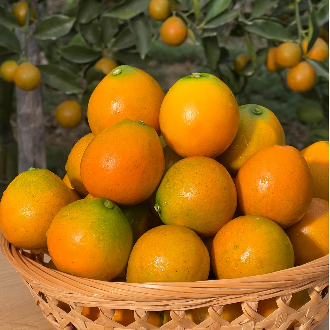 【小爱自营】广西融安核心基地脆蜜金柑第三代甘甜多汁新鲜采摘