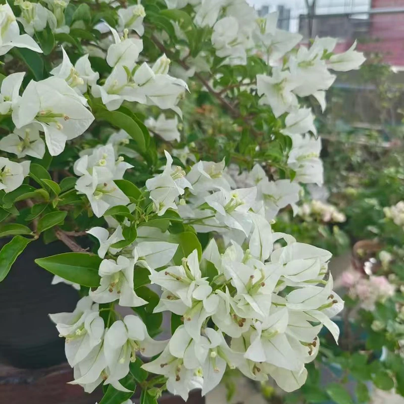 【白雪公主】带陶瓷盆种好一物一拍三角梅花卉