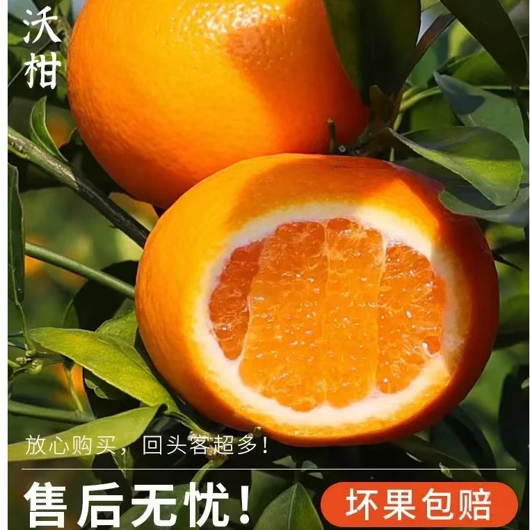 【周谷堆水果】云南沃柑净重4.5斤皮薄多汁易剥香甜无渣新鲜（26）