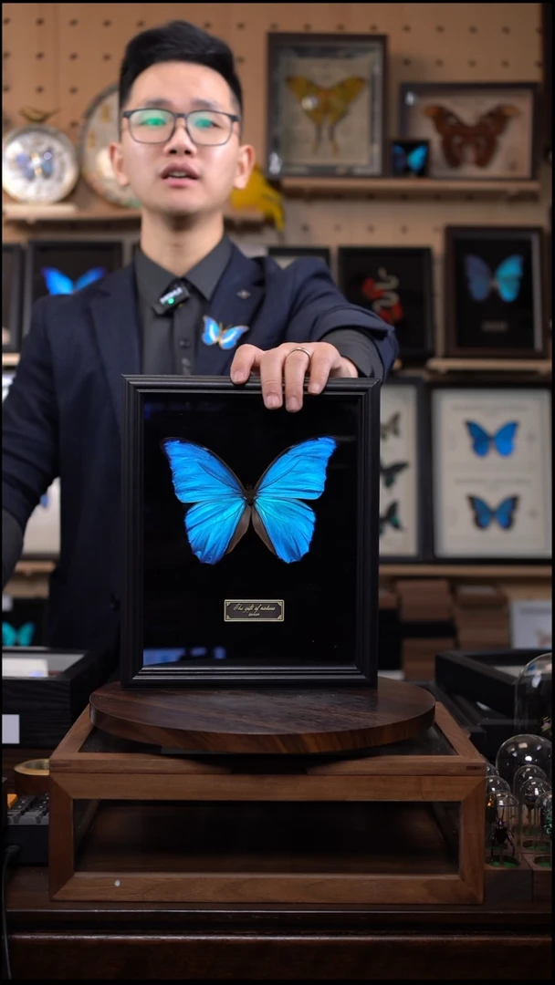 大蓝闪蝶黑绒底版10寸欧式框（带证书）