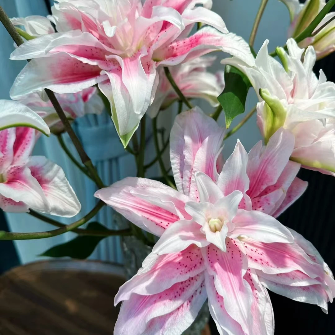 伊莎贝拉【重瓣香水百合】【不拍保温棉不售后】