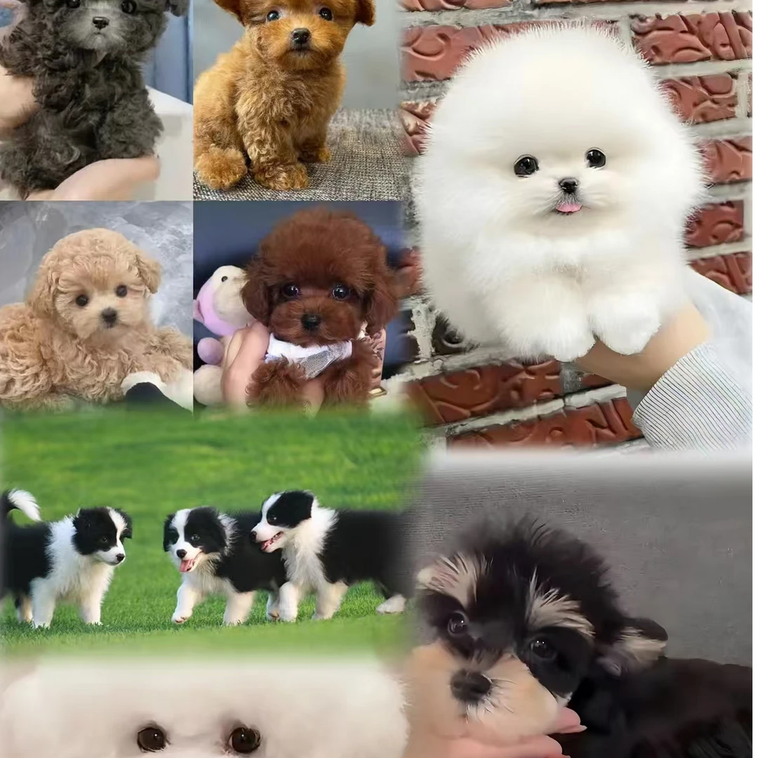 （南宠）云南狗狗昆明狗狗小中大型犬有售后质保好养活的狗狗