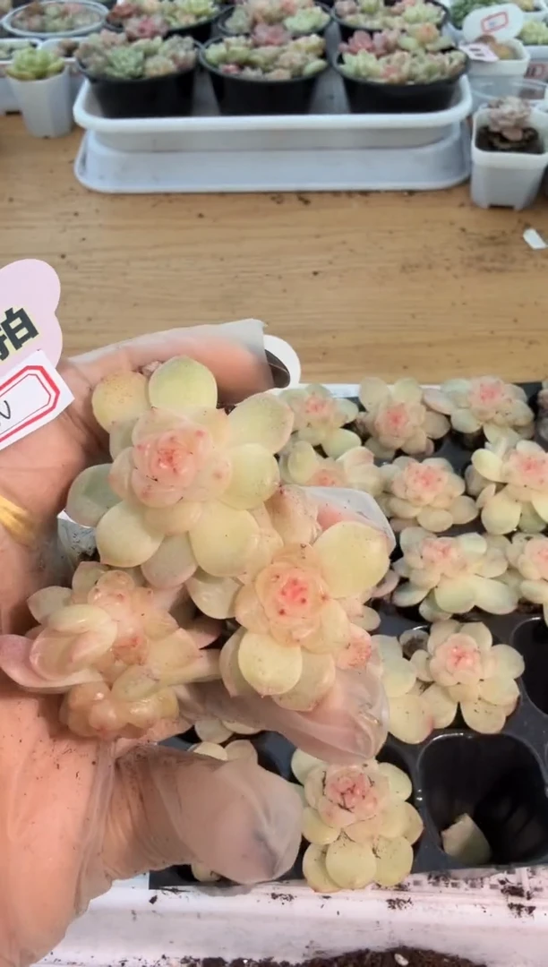 TN单双混 3颗量拍混发 满9.9包邮