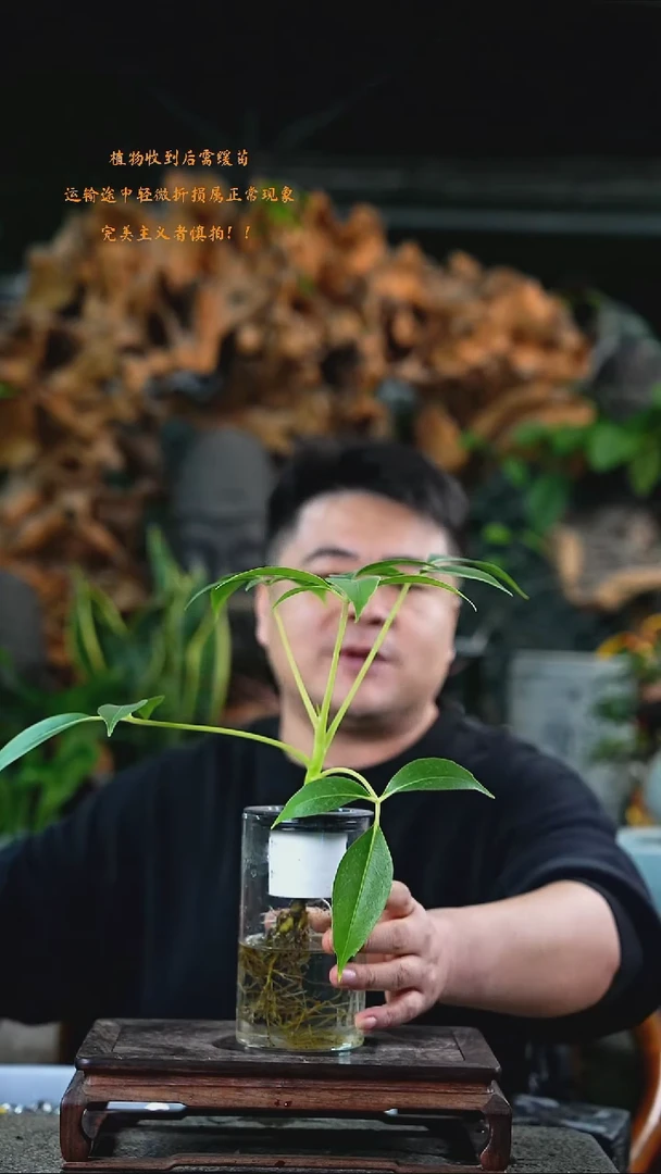 完全开放保罗381+