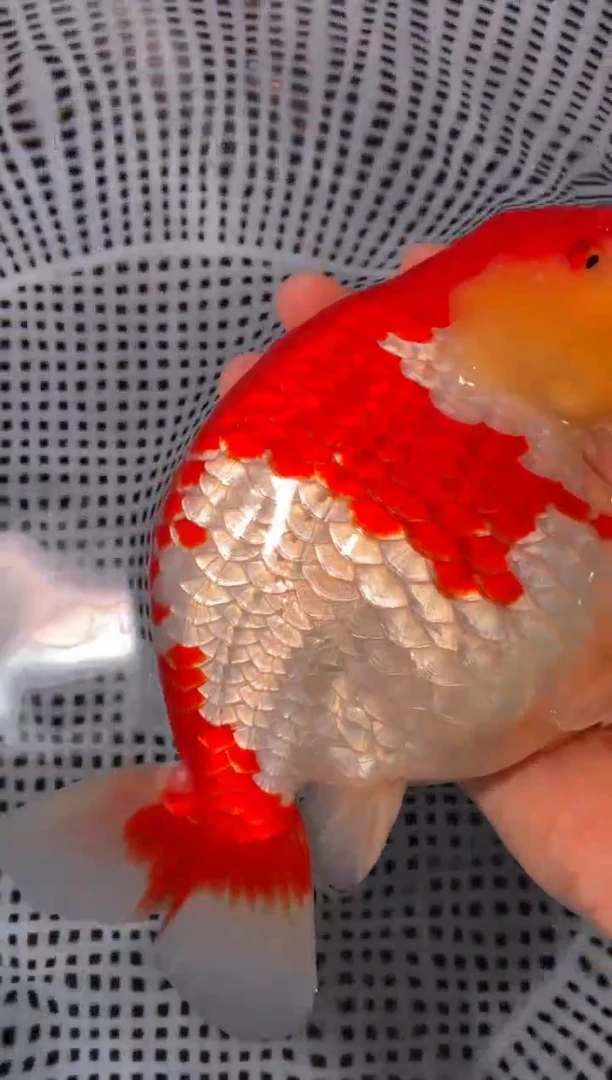 金鱼（运费到付，马印灯下展示）福州追鱼兰寿金鱼