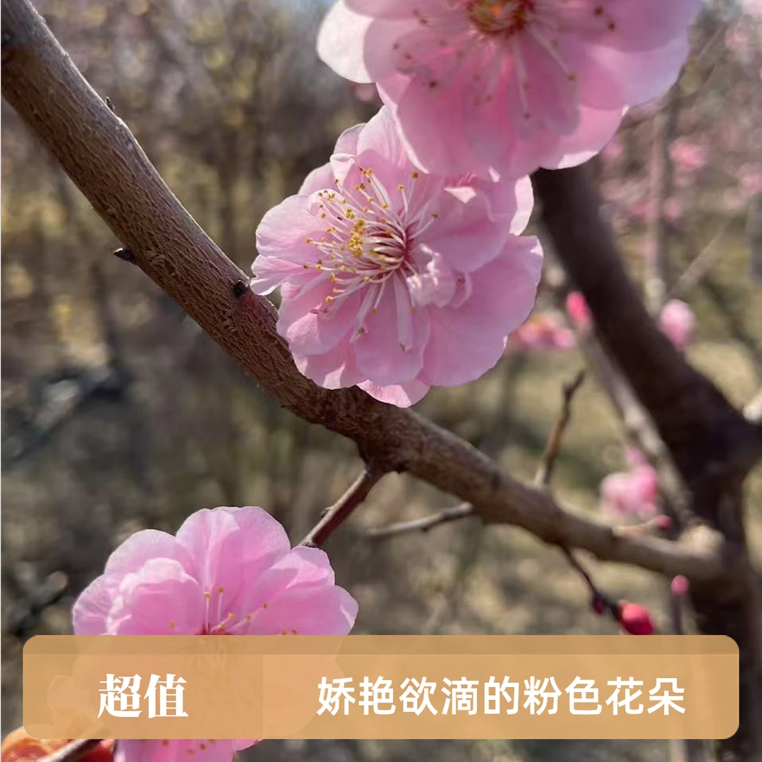 腊梅红梅树苗高杆原生梅花苗庭院盆栽地栽易养活花卉