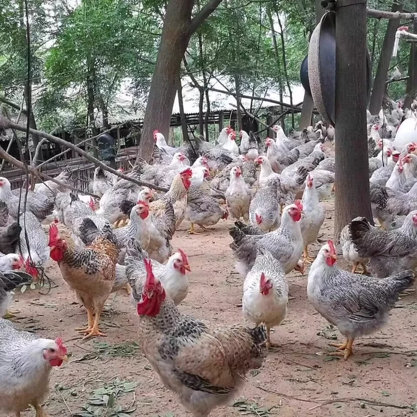 【烬哇】白芦花鸡绿壳蛋宠物鸡顺丰包邮半斤左右