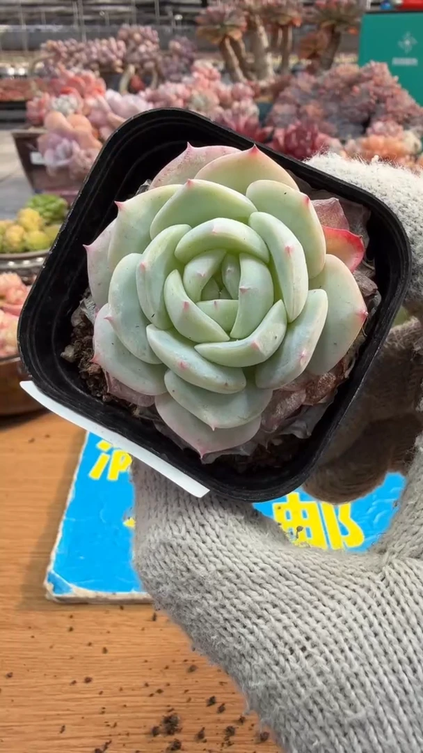 东云多肉园三店-204