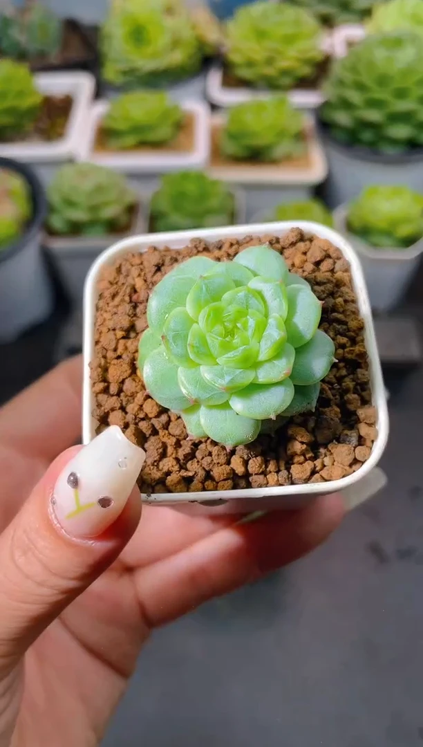 143芷容量拍发一颗