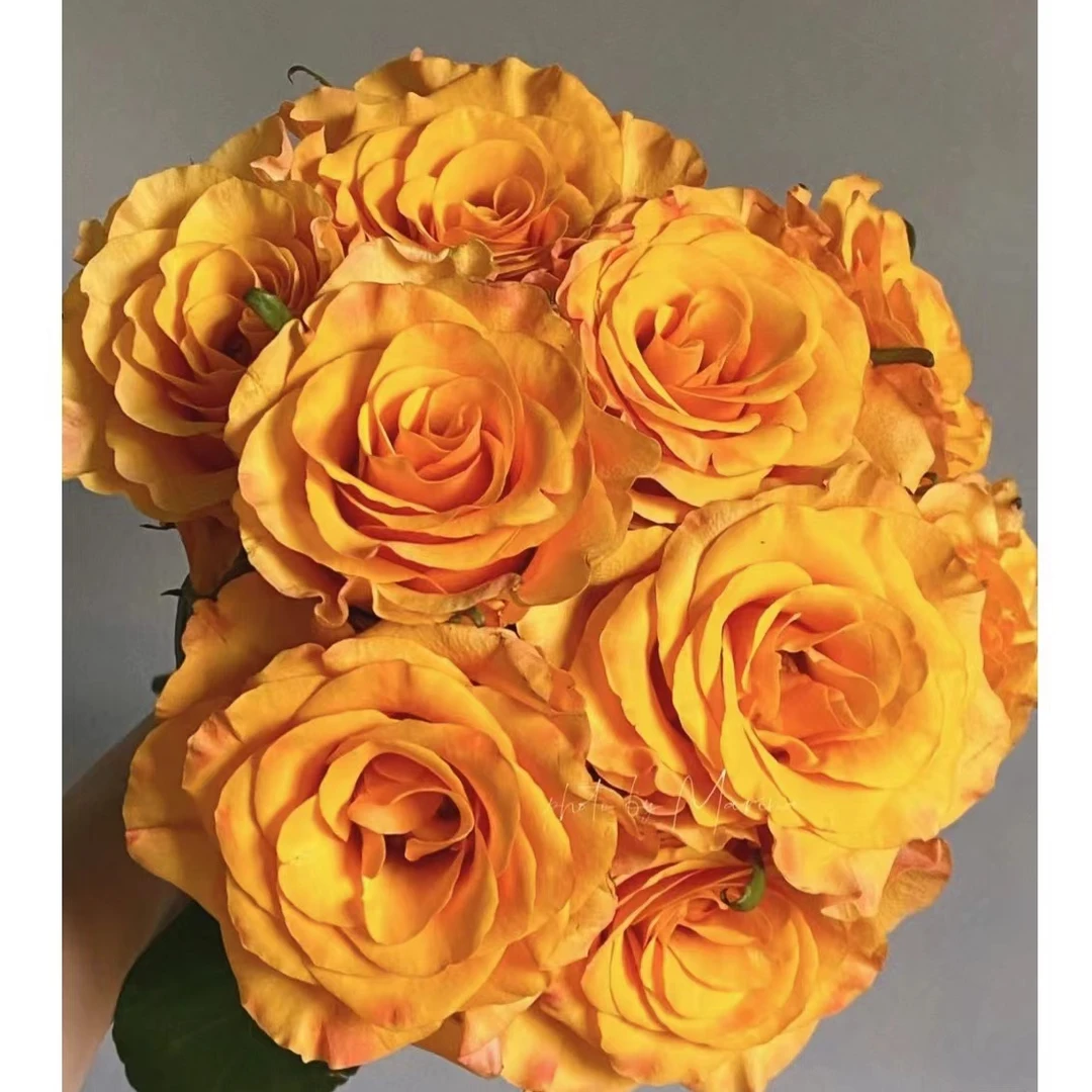 辉煌月季（180大盆黄色月季   四季开花  原盆原土  ）