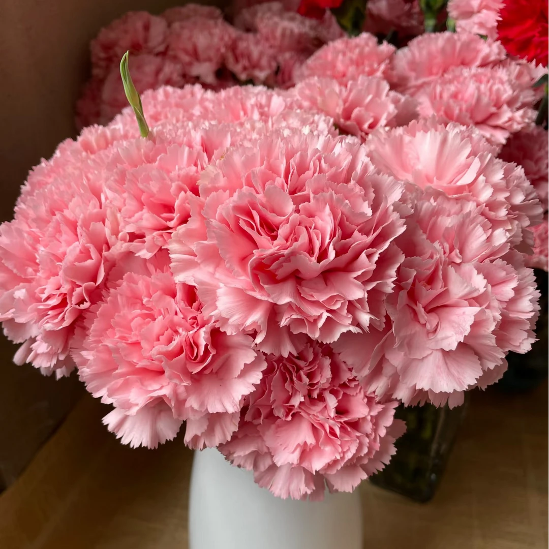 [一单包邮]  粉钻康乃馨「云南基地直发」