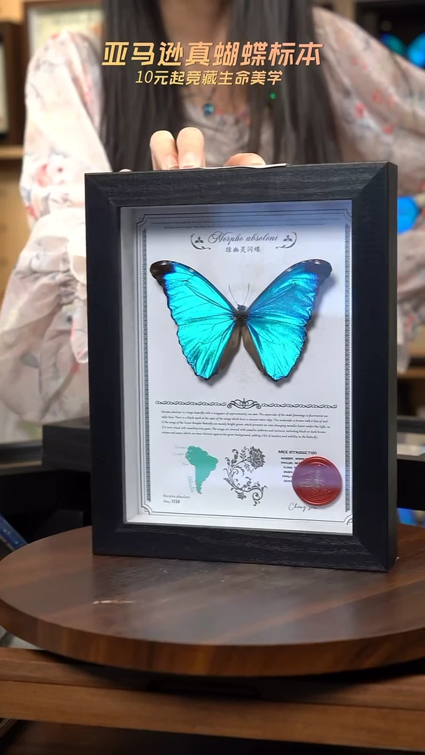 绿幽灵闪蝶标本摆件