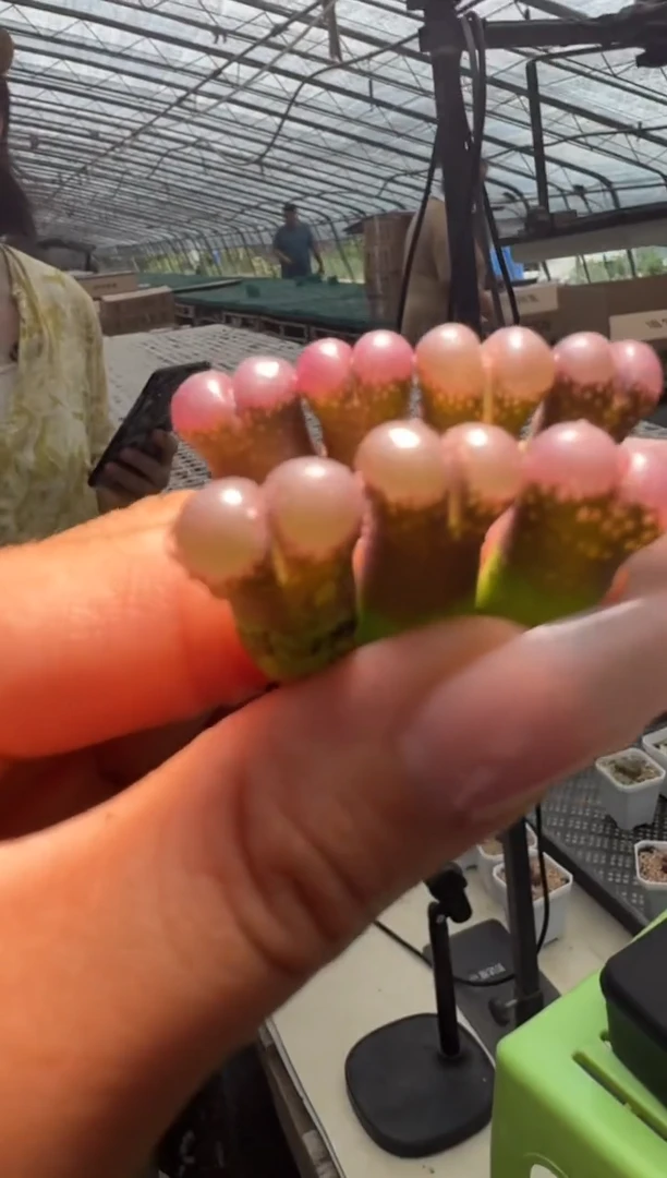 30-33多肉植物肉锥小耳垂一颗