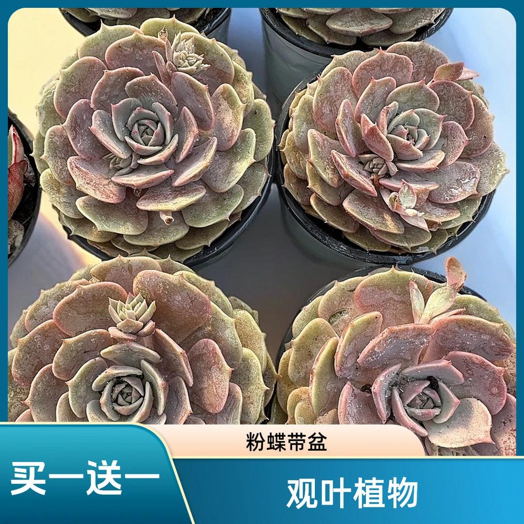 粉蝶买一送一 带盆带土发货（任意两单包邮实物以直播间为准）