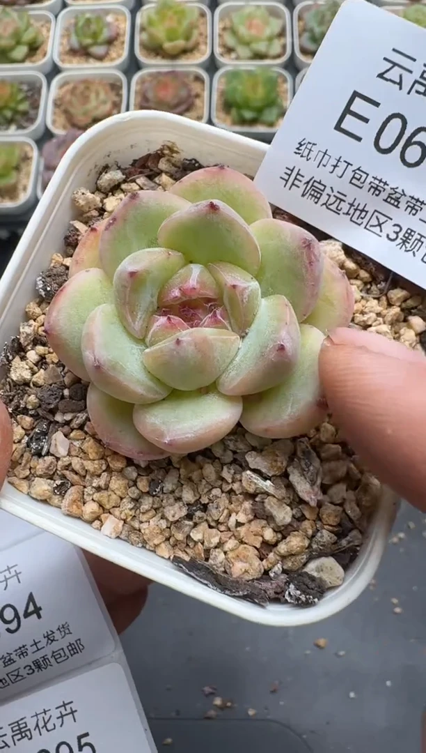 693E云禹多肉植物 带盆土纸巾打包 3颗包邮