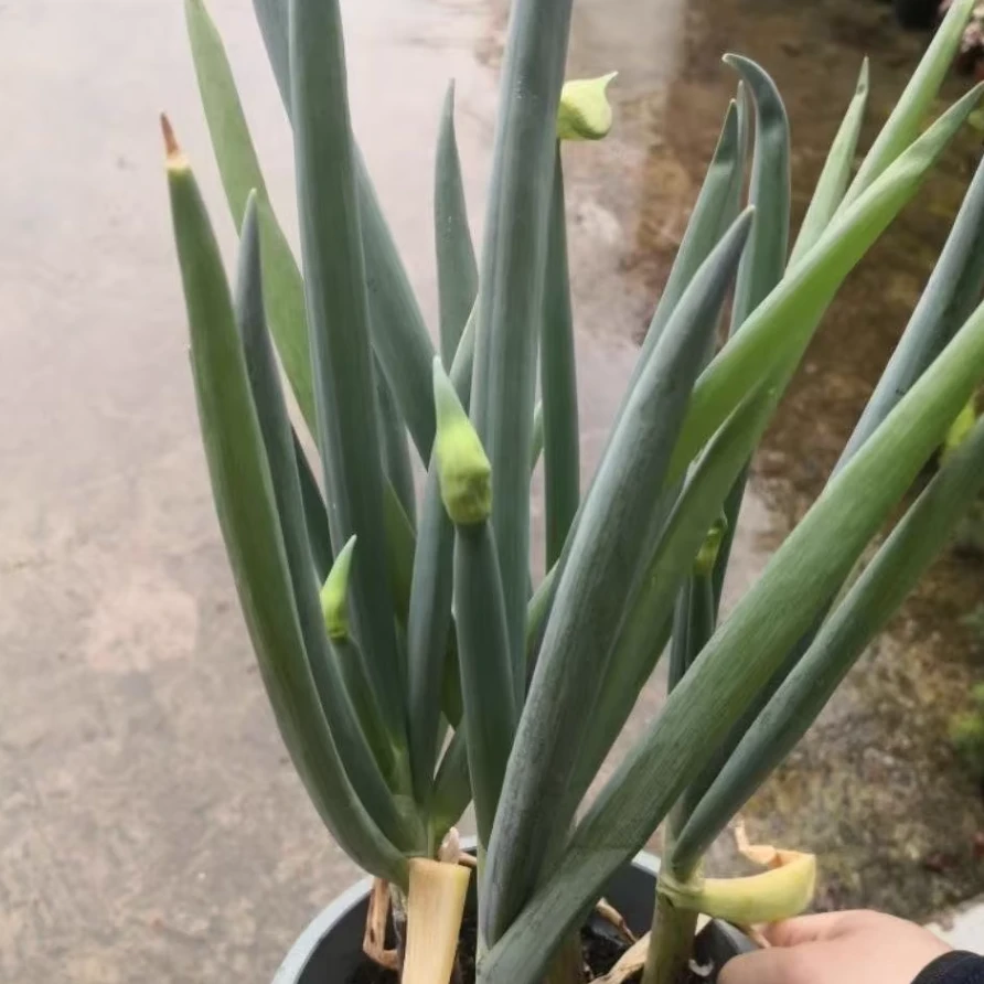 楼葱种子 羊角葱种子 龙爪葱 葱头娃娃苗越冬春化后长葱籽