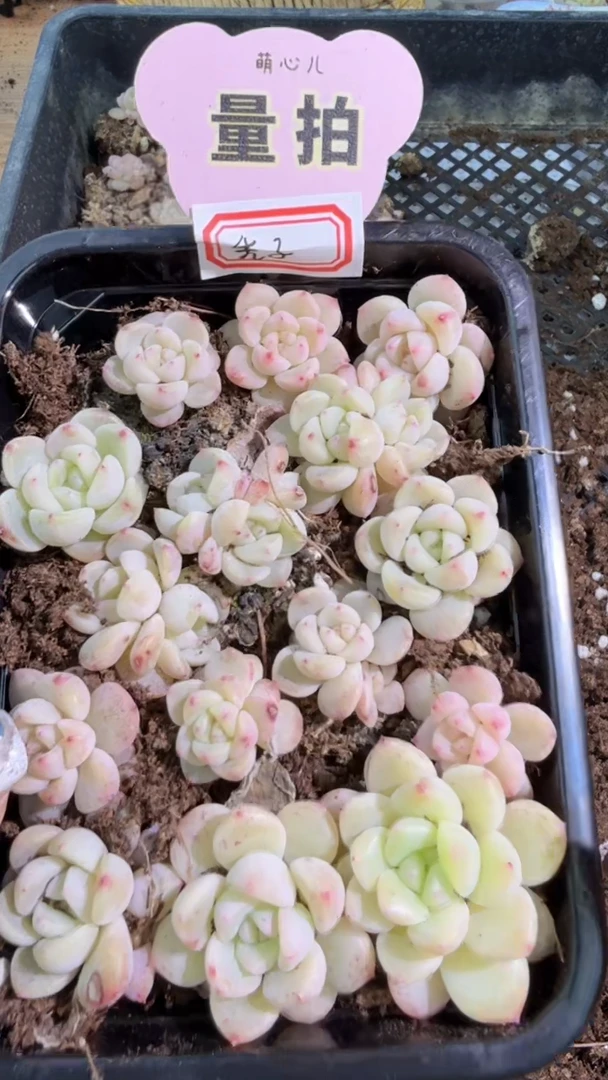 T秃 切糕1盒 量拍混发