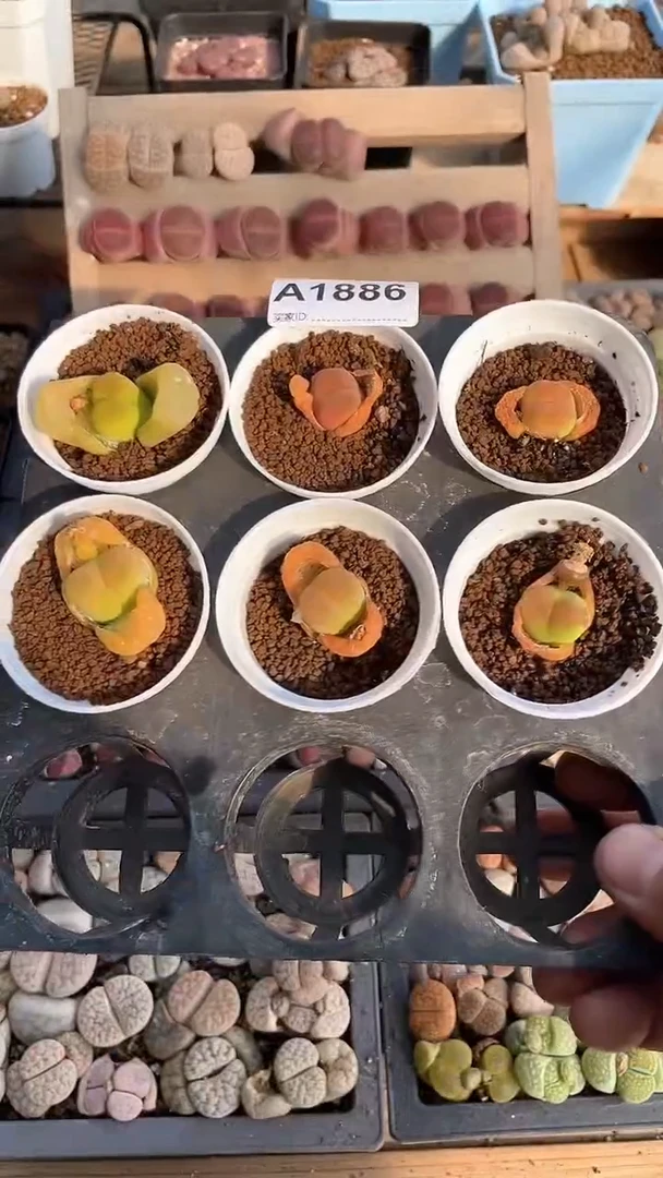 【闪购商品】1886直播一物一拍