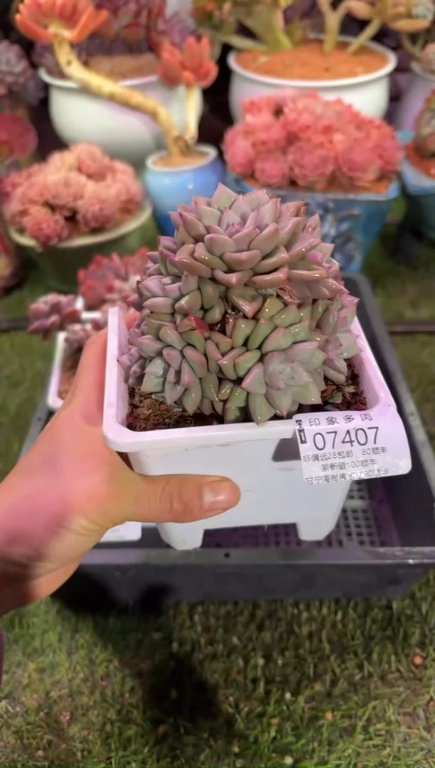 【闪购商品】07407