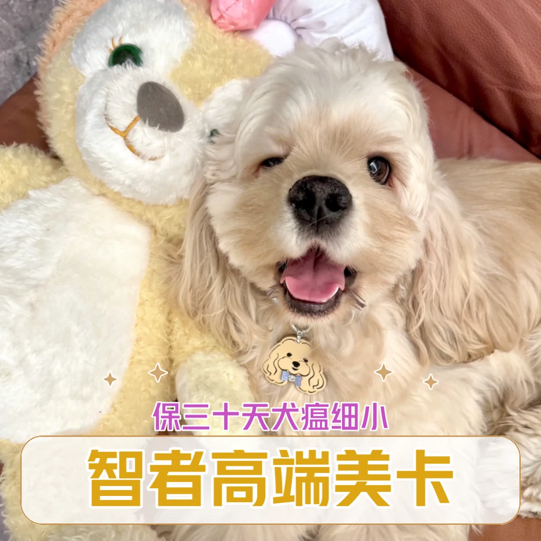 【智者萌宠】高端美卡犬舍（全款链接）