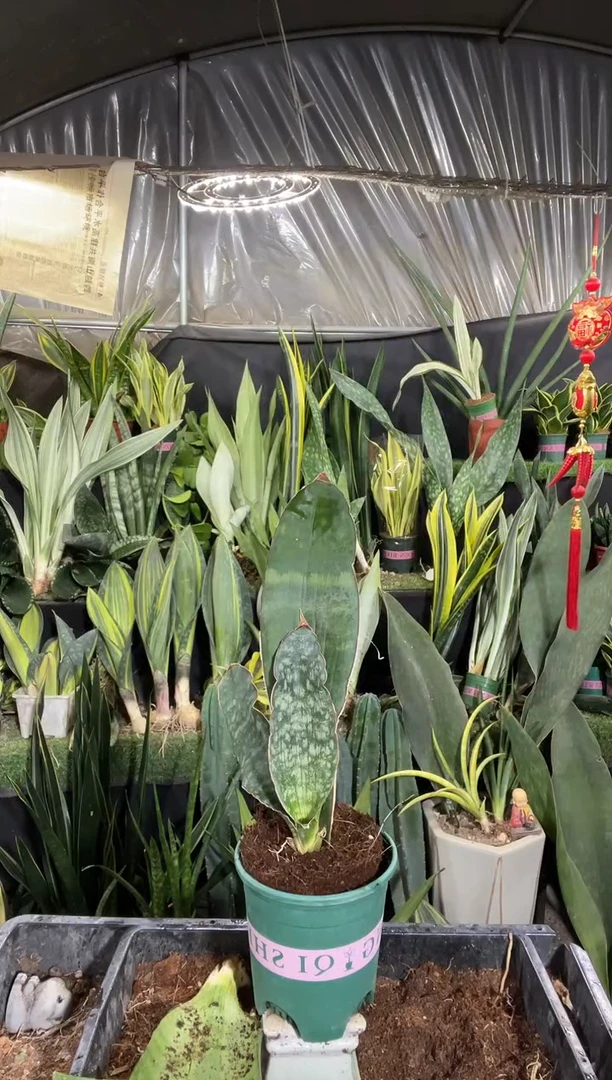 3叶龙王58........