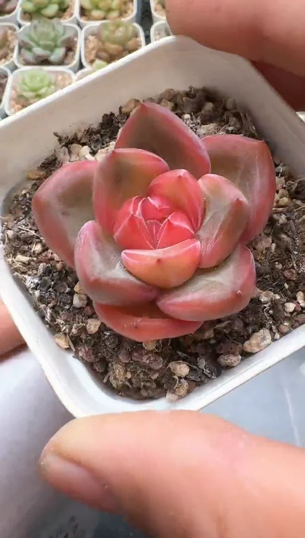 746D云禹多肉植物 带盆土纸巾打包 3颗包邮