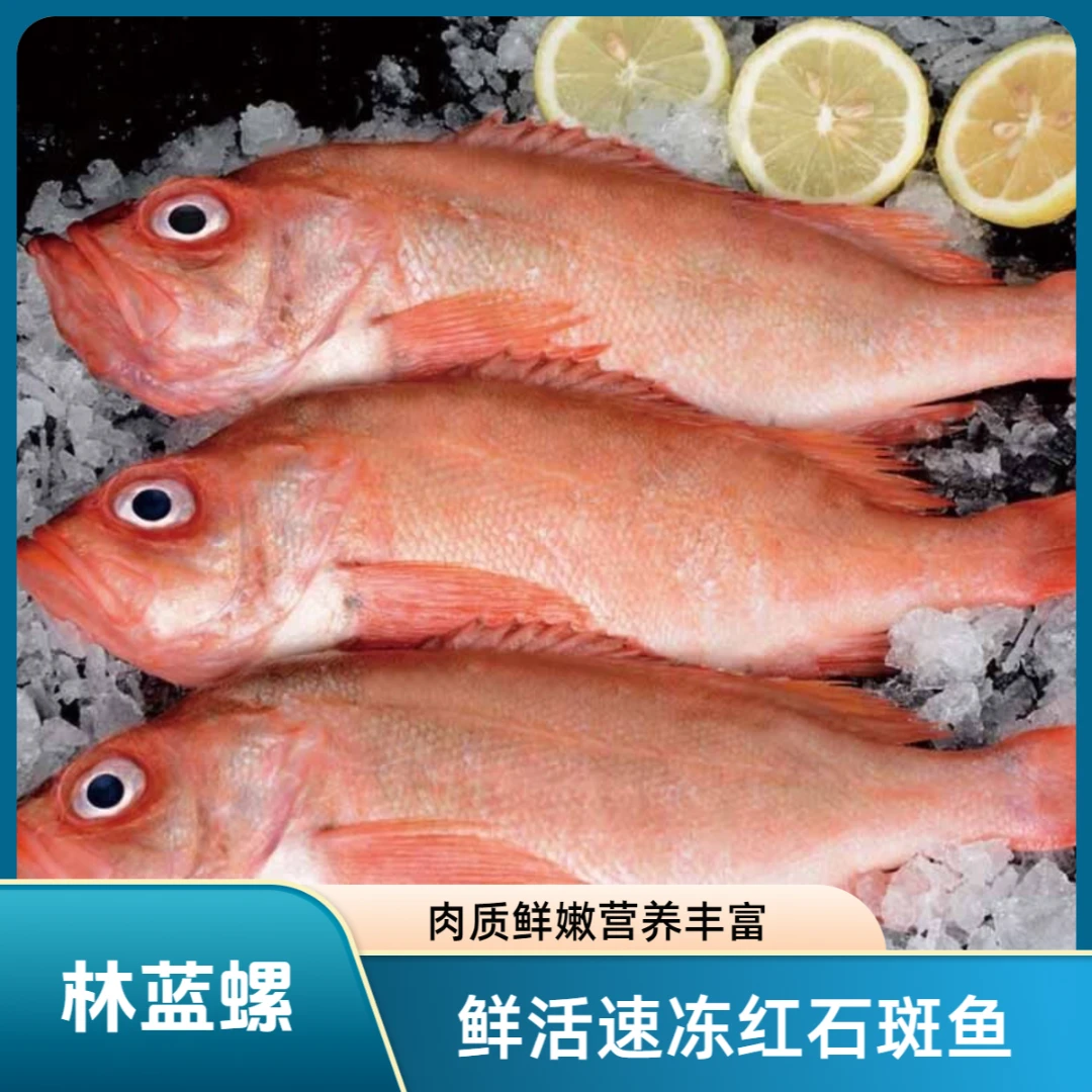 林蓝螺野生大号1斤以上速冻红石斑鱼肉质鲜嫩营养丰富z