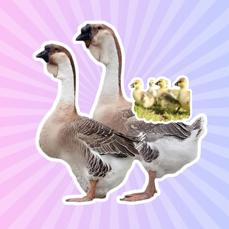 汕头特大种（狮头幼苗）娥苗3两左右宠物活禽鸟禽特价顺丰包邮