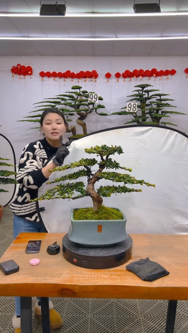 【闪购商品】盆景1