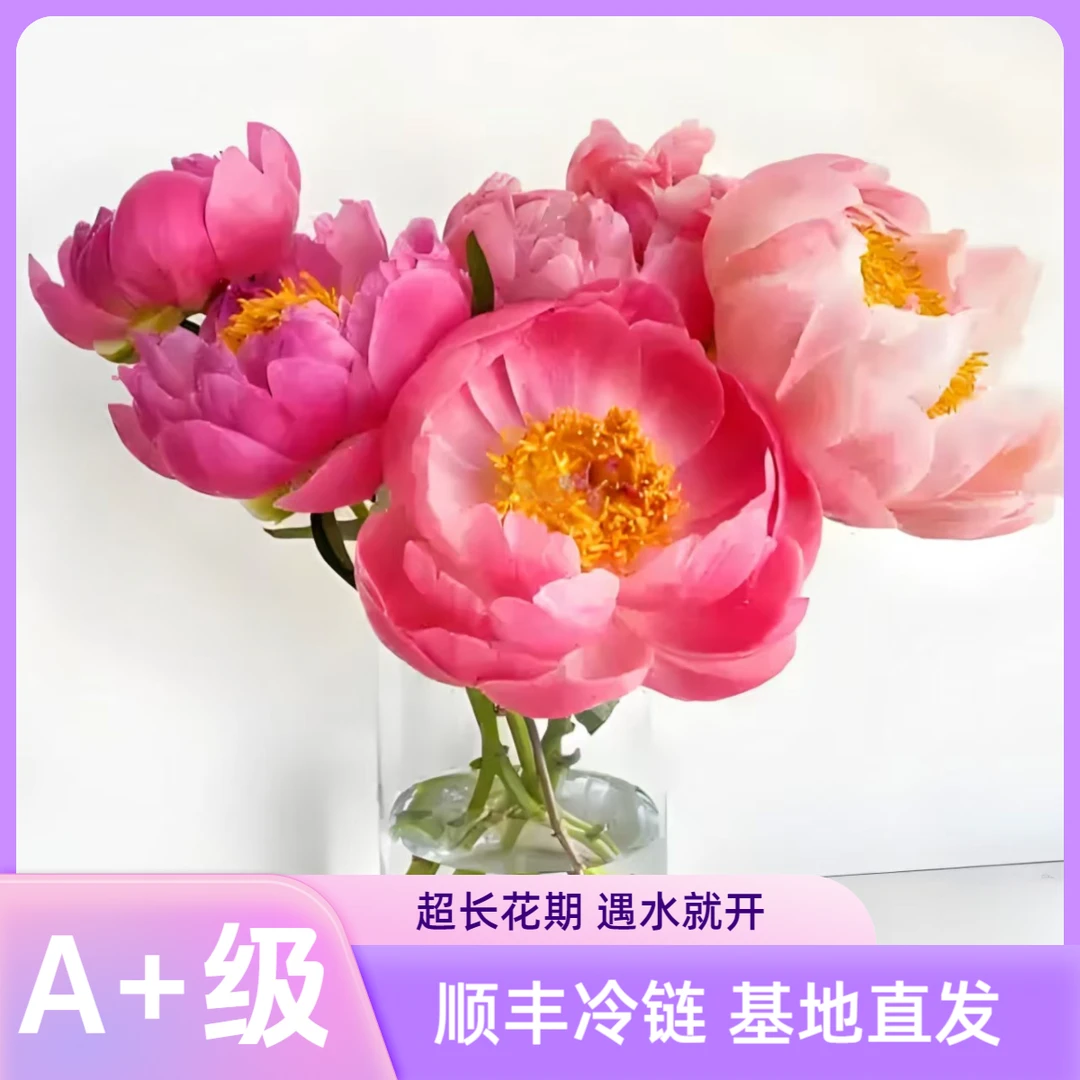 【进口A+级落日珊瑚芍药重瓣】基地直发鲜花重瓣鲜切花水养插花