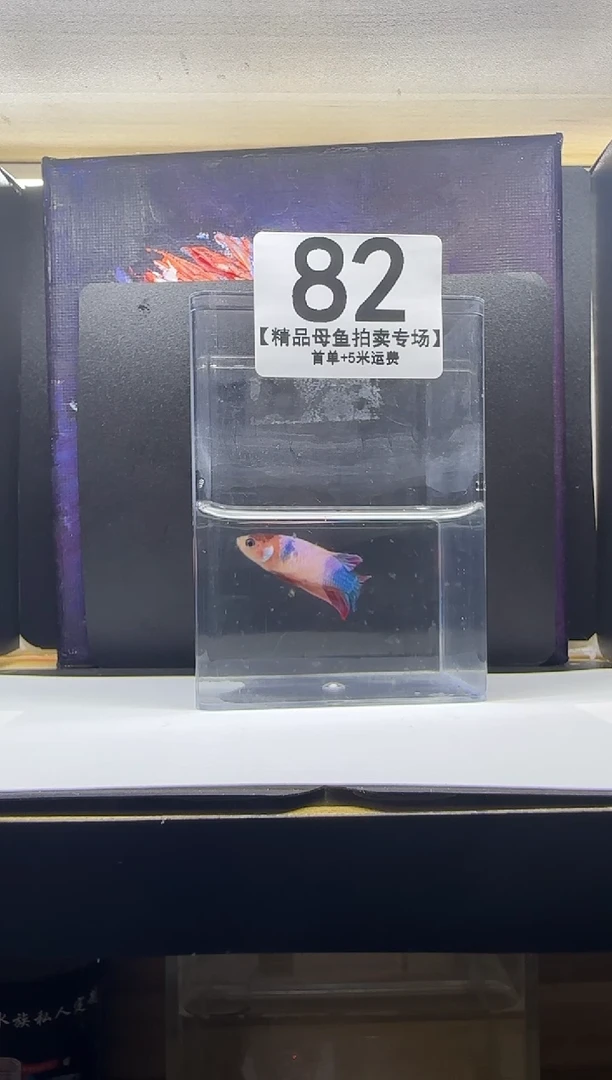 斗鱼母鱼编号：82