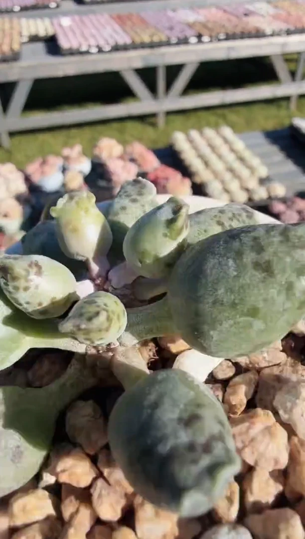 东云多肉园新款-161